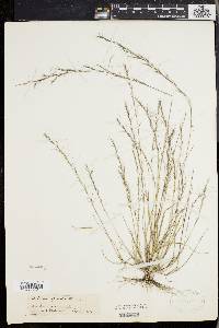 Aristida longespica image