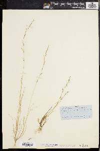 Aristida longespica image