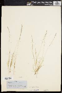 Aristida longespica image