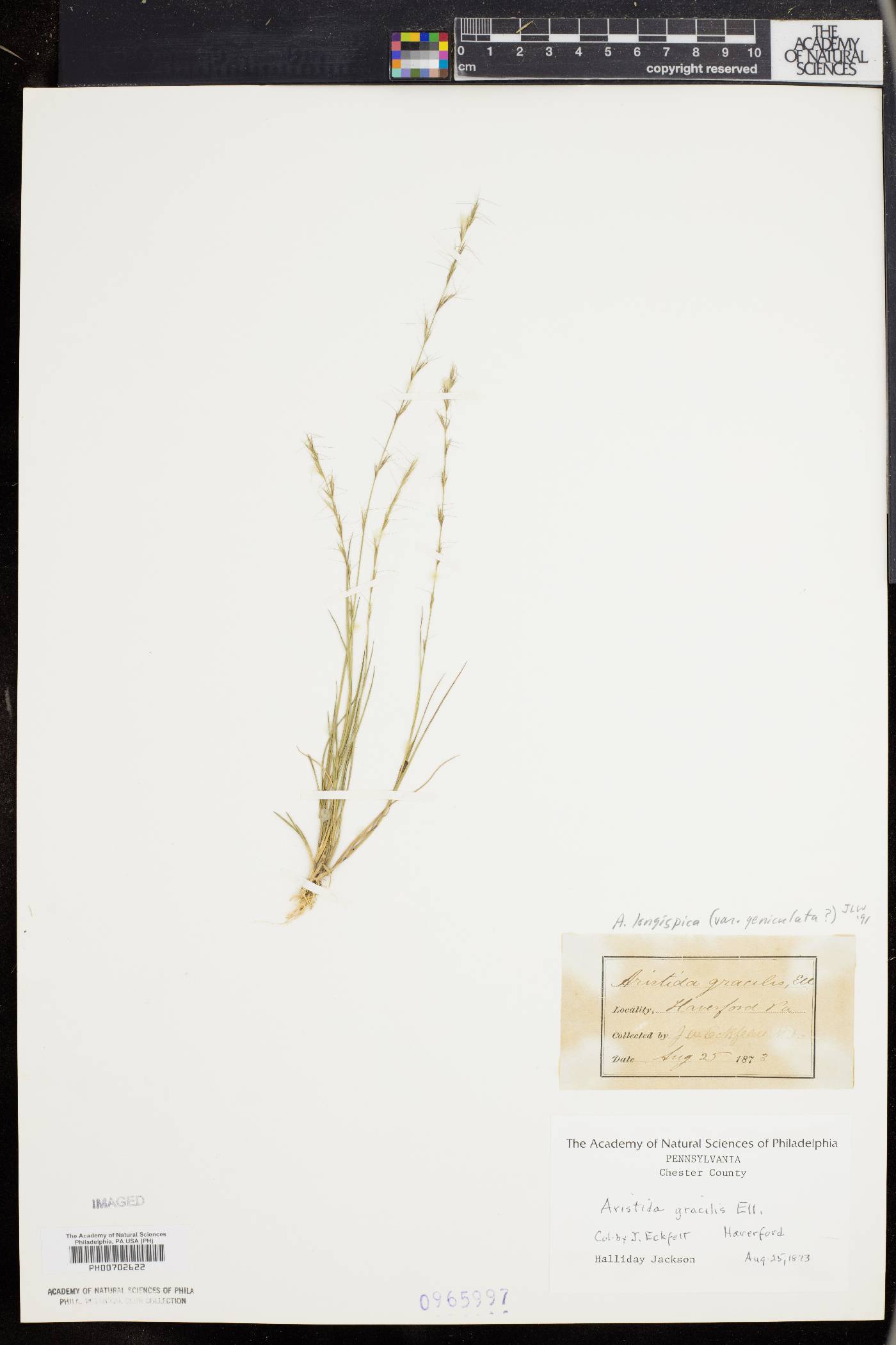 Aristida longespica var. geniculata image
