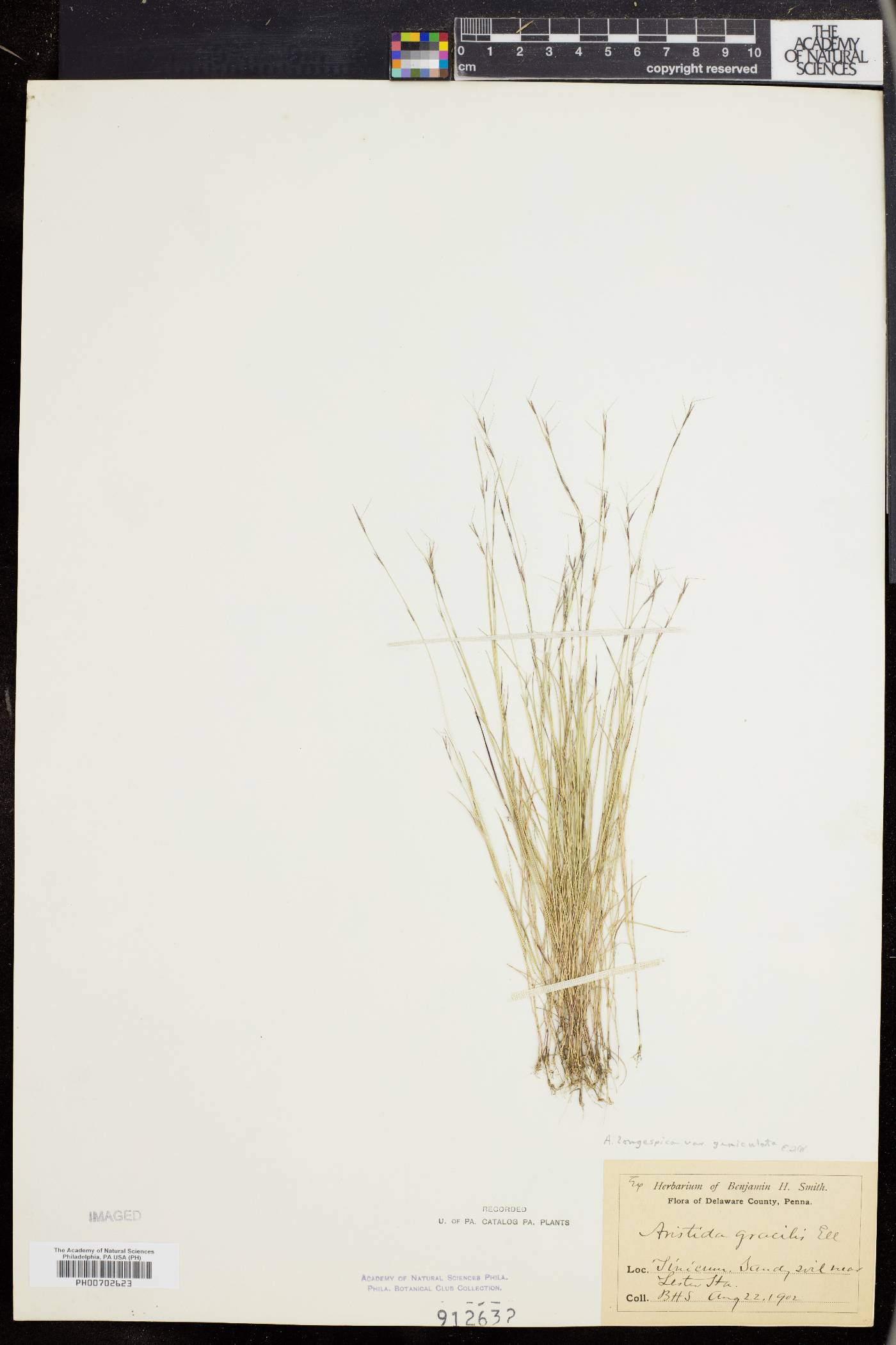 Aristida longespica var. geniculata image