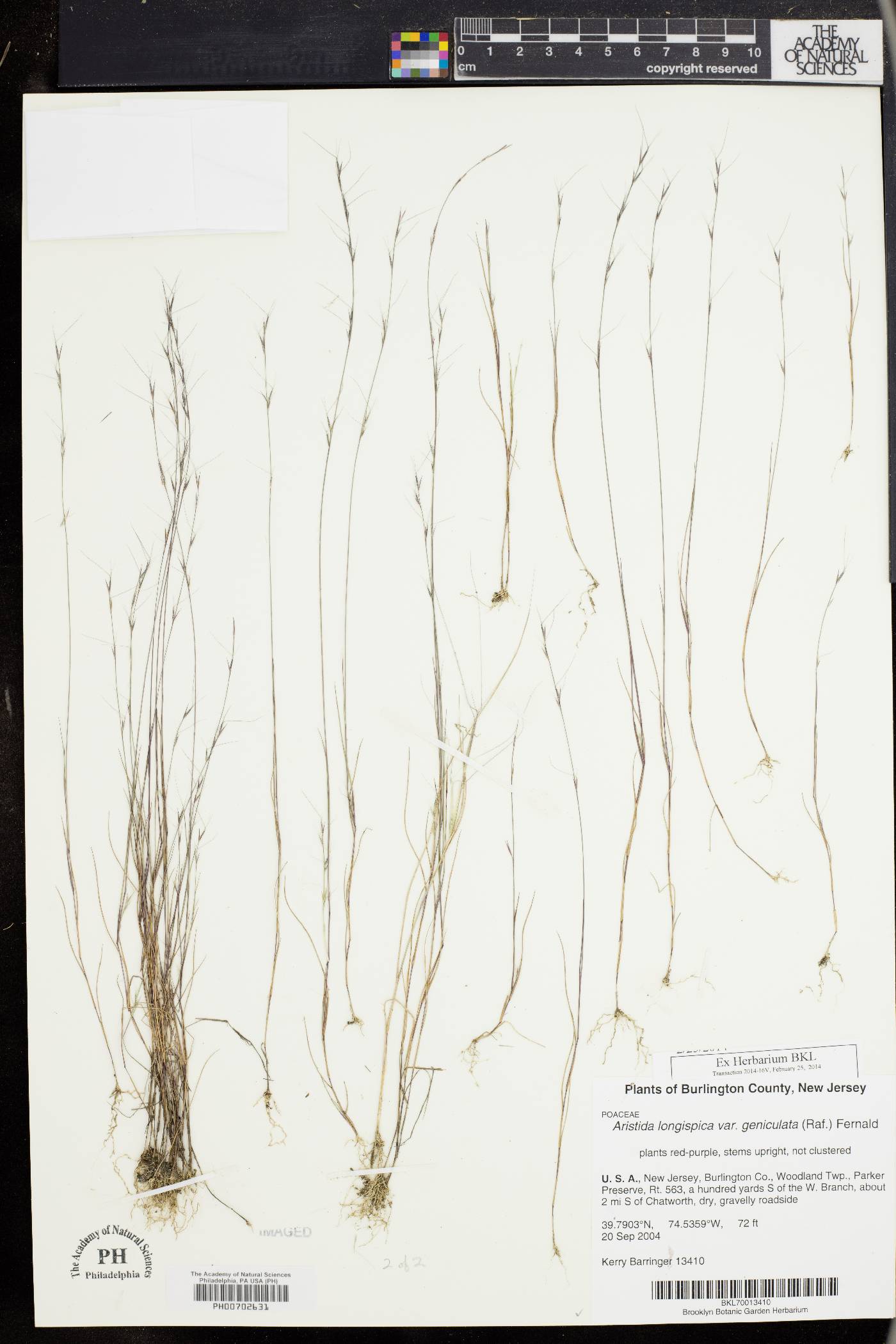 Aristida longespica var. geniculata image