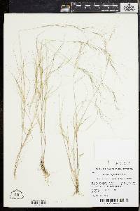 Aristida oligantha image