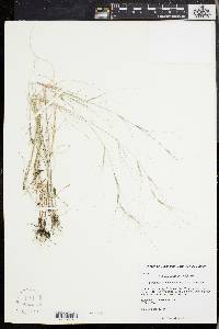 Aristida oligantha image