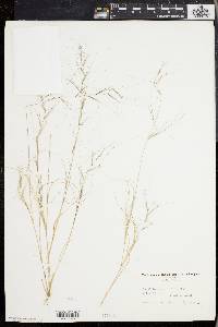 Aristida oligantha image