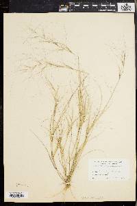 Aristida oligantha image