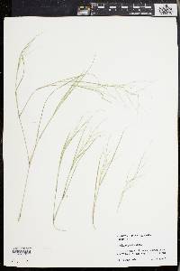 Aristida oligantha image