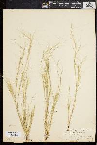 Aristida oligantha image