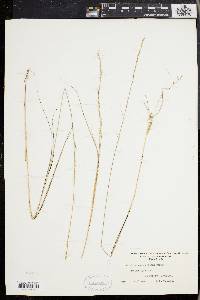 Aristida purpurascens image