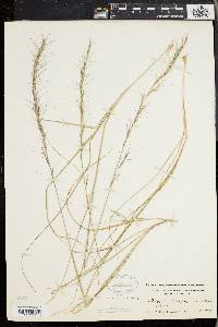 Aristida purpurascens image