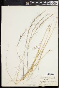 Aristida purpurascens image