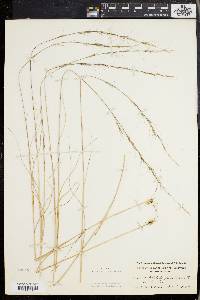 Aristida purpurascens image