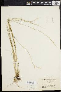 Aristida purpurascens image