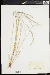 Aristida purpurascens image