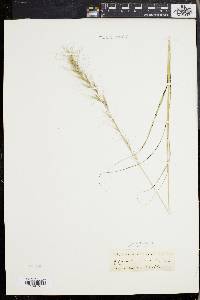 Aristida purpurascens image