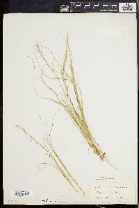 Aristida purpurascens image