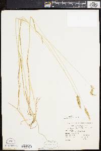 Anthoxanthum odoratum image