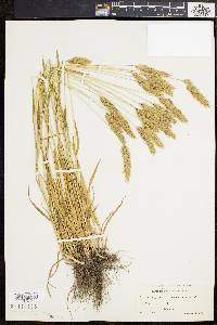 Anthoxanthum odoratum image