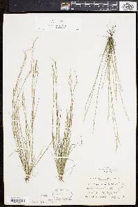 Aristida dichotoma image