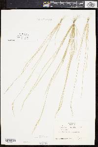 Aristida dichotoma image