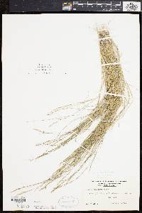 Aristida dichotoma image