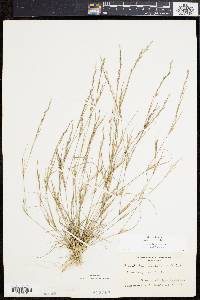 Aristida dichotoma image