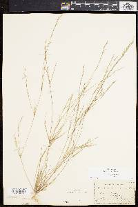 Aristida dichotoma image