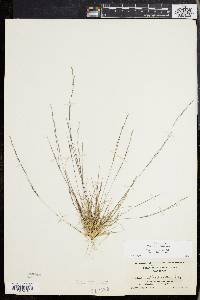 Aristida dichotoma image