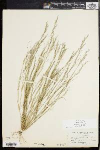 Aristida dichotoma image