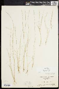 Aristida dichotoma image