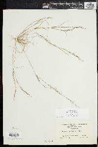 Aristida dichotoma image