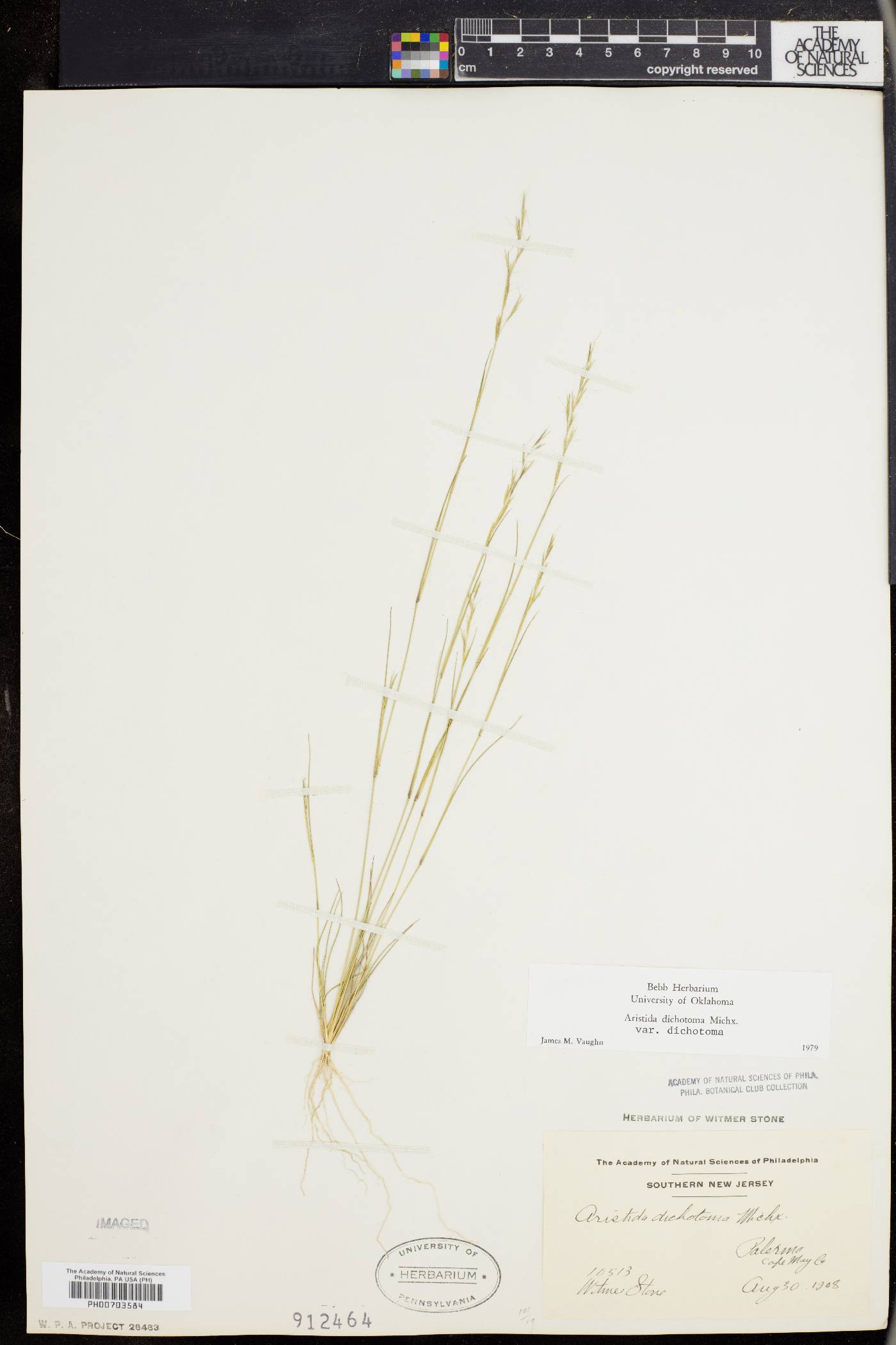 Aristida dichotoma image