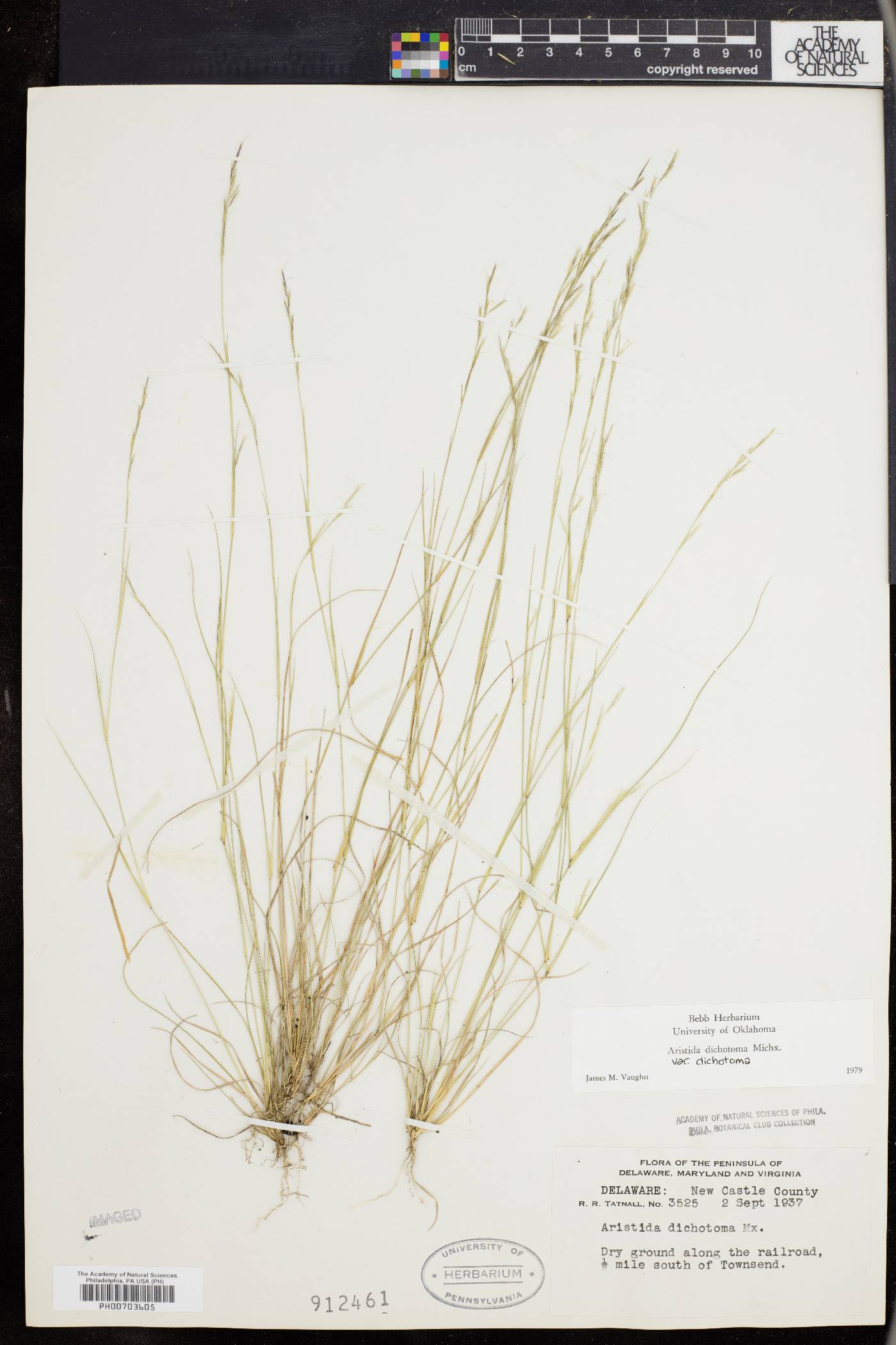 Aristida dichotoma image