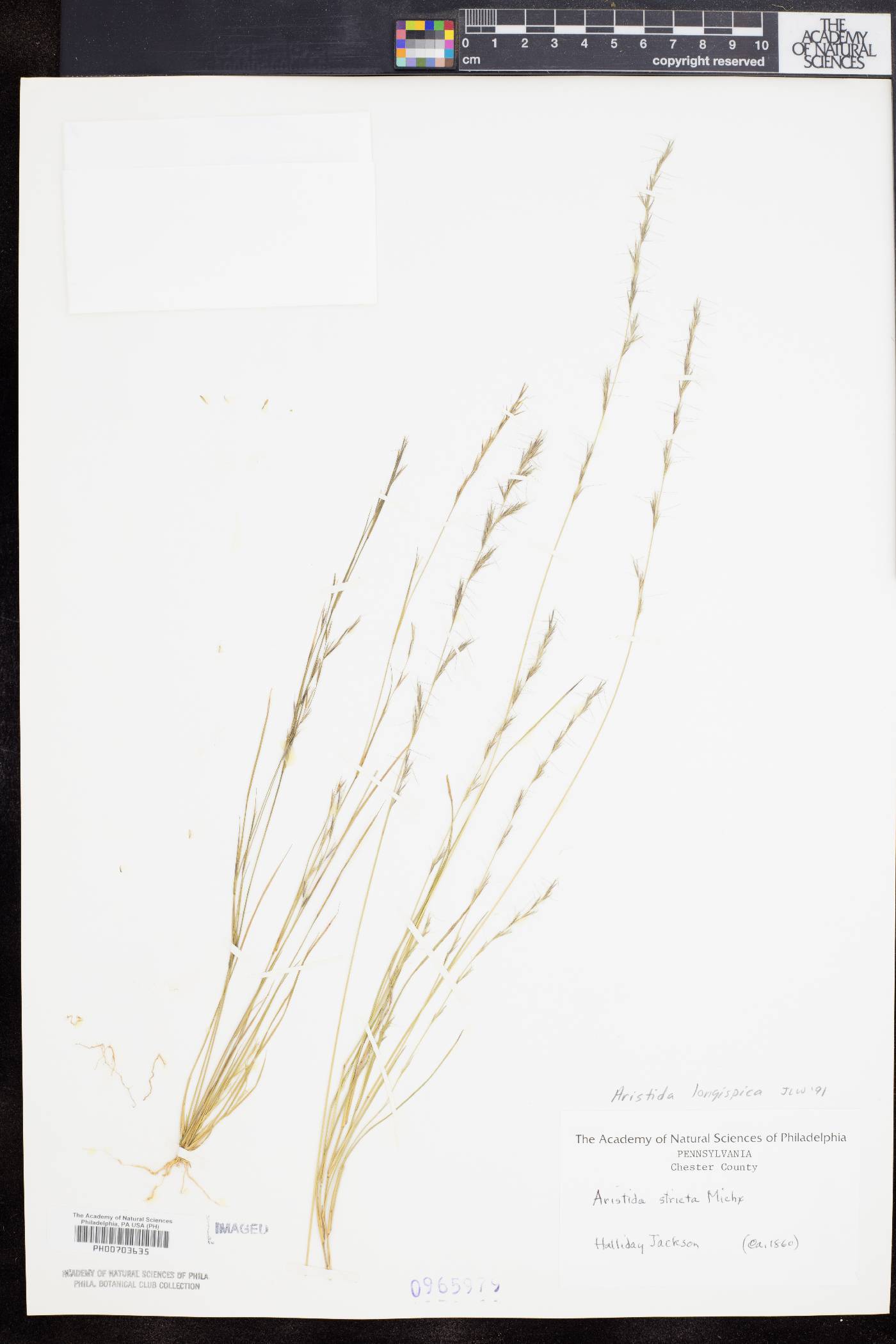 Aristida longespica var. longespica image