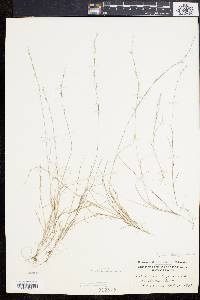 Aristida longespica var. longespica image