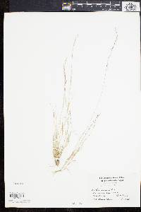 Aristida longespica image