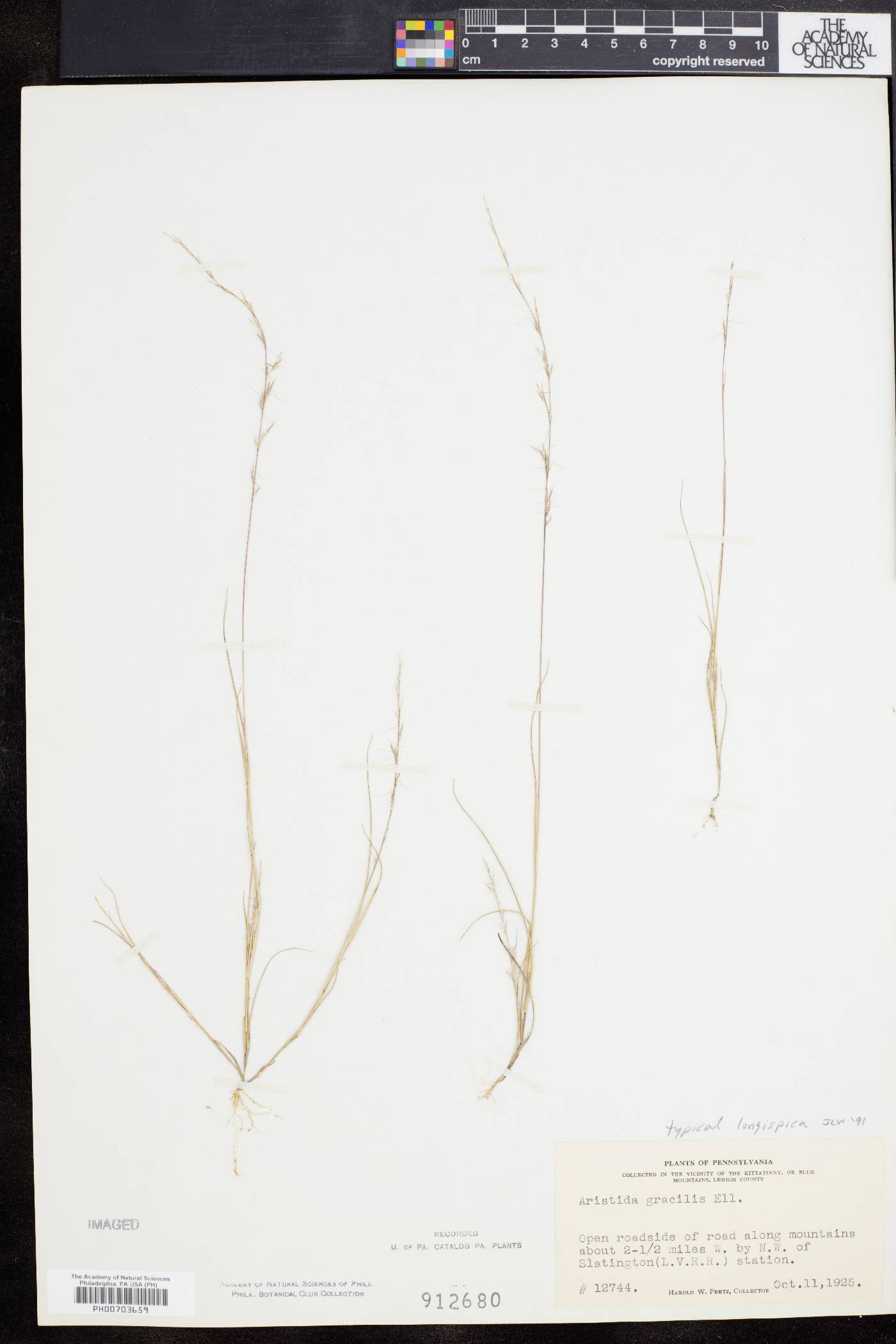 Aristida longespica var. longespica image