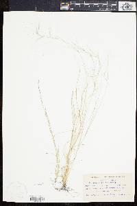 Aristida oligantha image