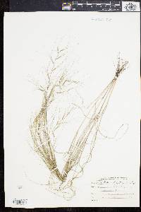 Aristida oligantha image