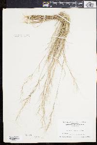 Aristida oligantha image