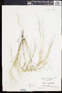 Aristida oligantha image