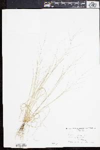 Aristida oligantha image