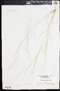 Aristida oligantha image