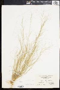 Aristida oligantha image