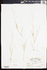 Aristida oligantha image