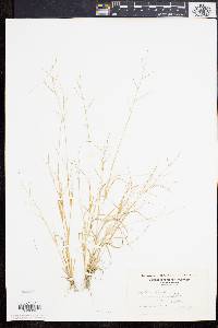 Aristida oligantha image