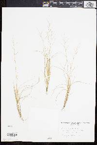 Aristida oligantha image