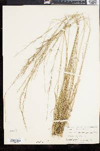 Aristida purpurascens image