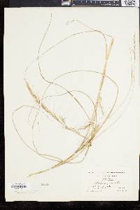 Aristida purpurascens image