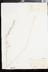 Aristida purpurascens image